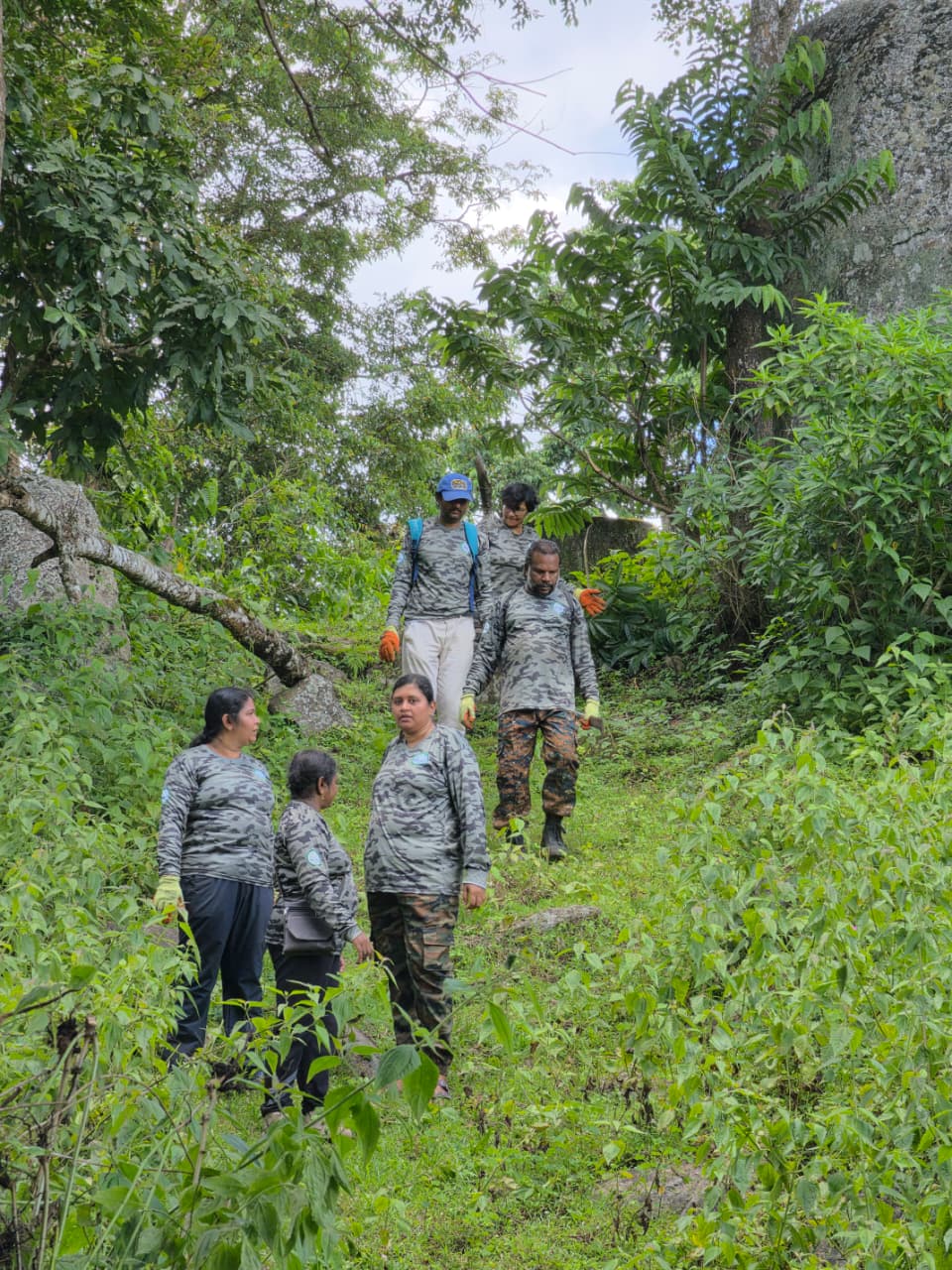 Forest restoration